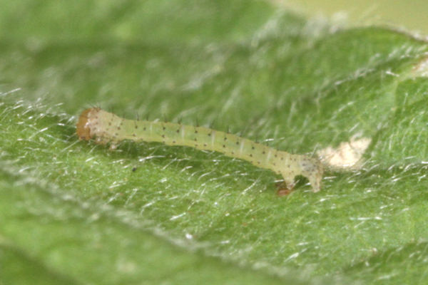 Mesoleuca albicillata: Bild 9
