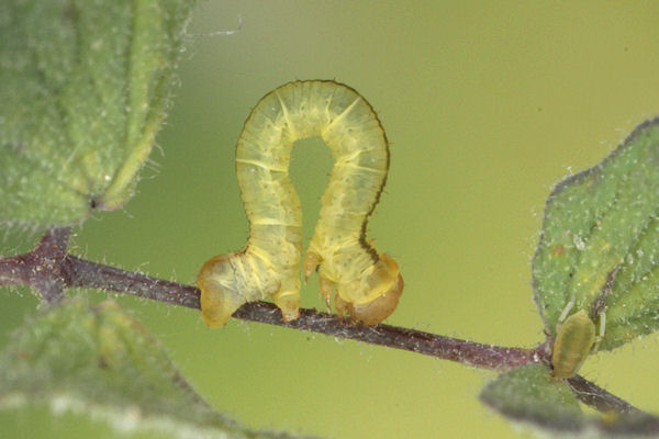Eupithecia thalictrata: Bild 36