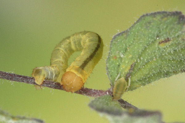 Eupithecia thalictrata: Bild 38