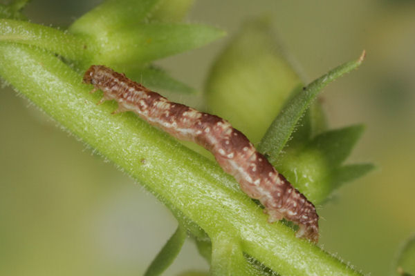 Eupithecia pyreneata: Bild 47