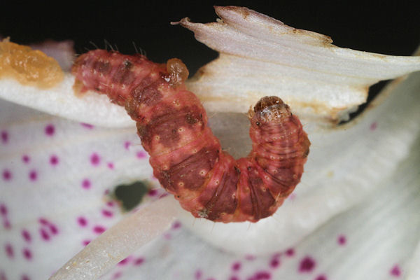 Eupithecia pulchellata: Bild 64