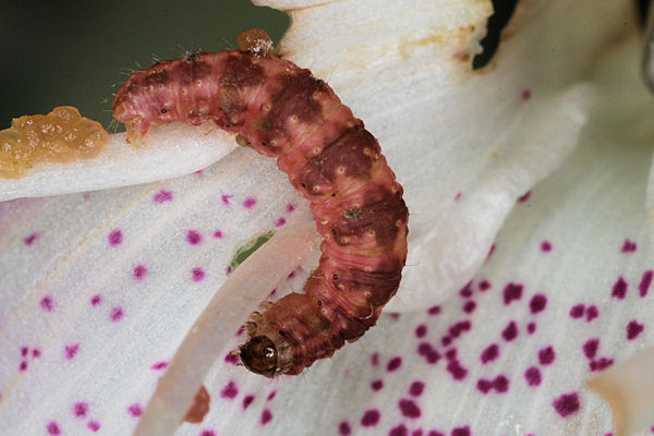 Eupithecia pulchellata: Bild 65