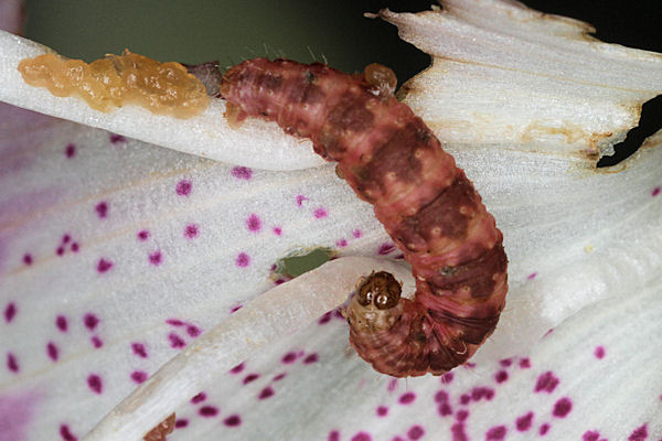 Eupithecia pulchellata: Bild 66