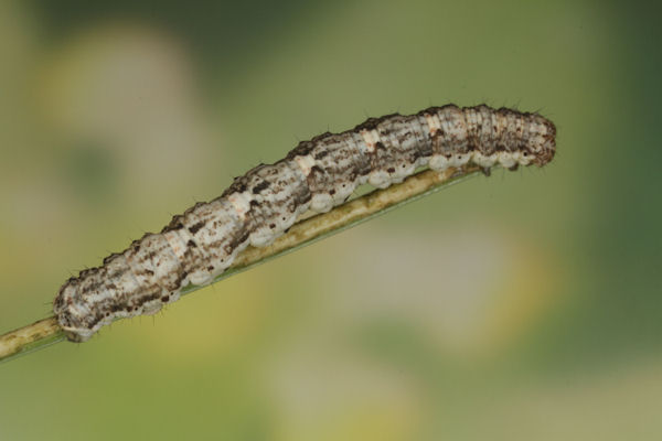Coenotephria tophaceata: Bild 24