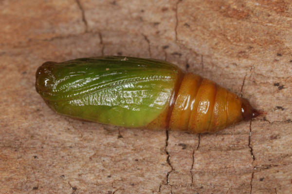Eupithecia egenaria: Bild 28
