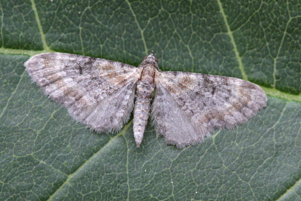 Eupithecia pyreneata: Bild 2