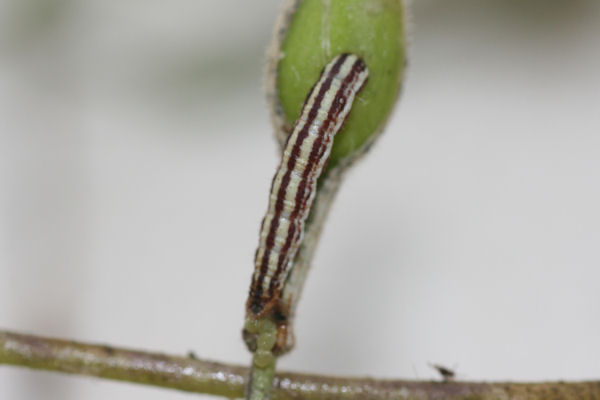 Eupithecia silenicolata: Bild 2