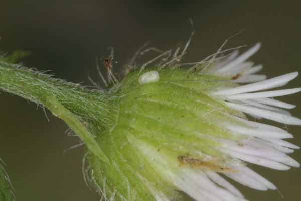 Eupithecia absinthiata: Bild 8