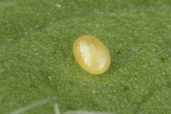 Eupithecia absinthiata: Bild 12
