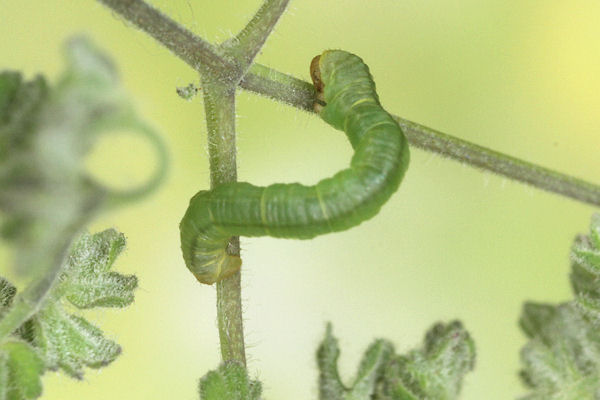 Eupithecia thalictrata: Bild 43
