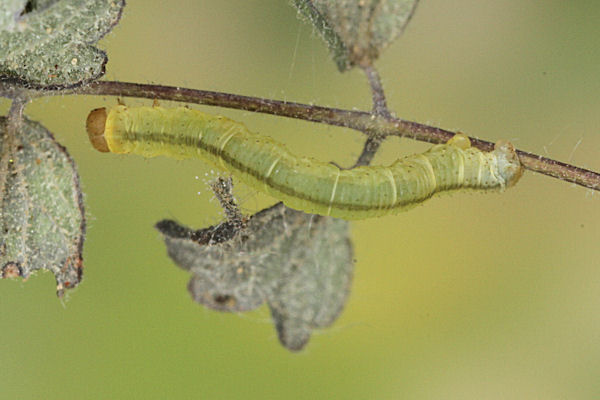 Eupithecia thalictrata: Bild 44