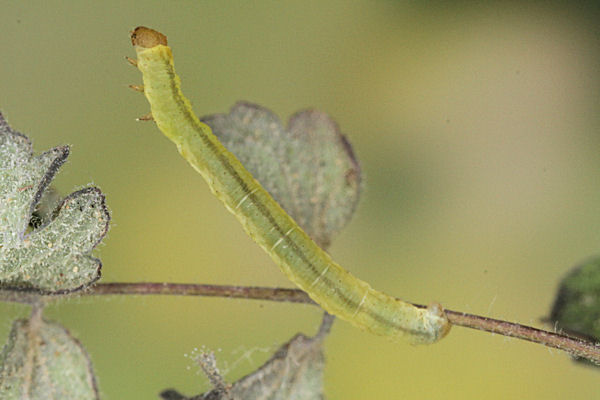 Eupithecia thalictrata: Bild 46