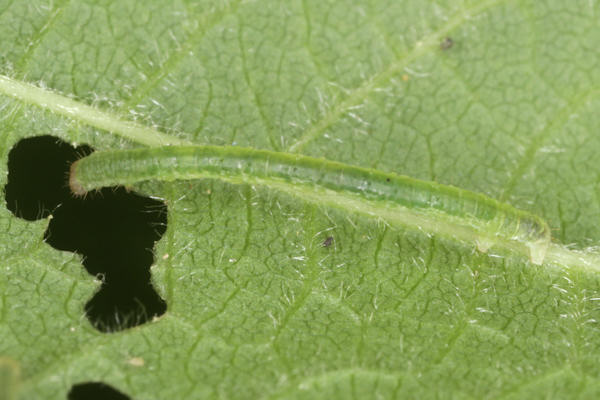 Mesoleuca albicillata: Bild 13