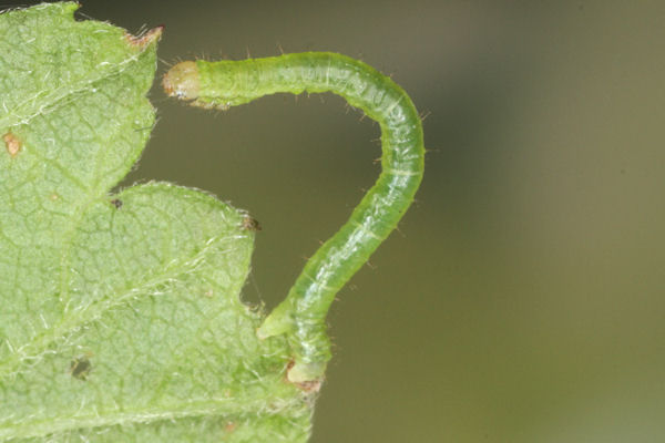 Mesoleuca albicillata: Bild 14