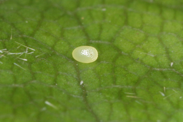 Hydrelia flammeolaria: Bild 1