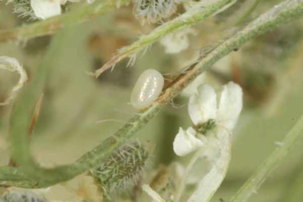 Eupithecia virgaureata: Bild 1