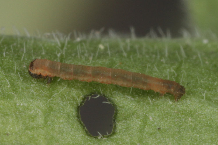 Colostygia kollariaria: Bild 3
