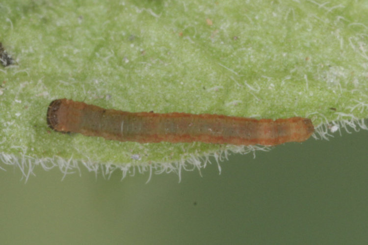 Colostygia kollariaria: Bild 4