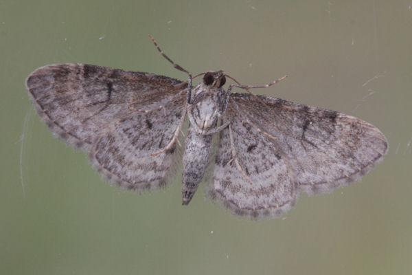 Eupithecia linariata: Bild 19