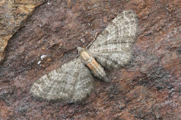Eupithecia haworthiata: Bild 21