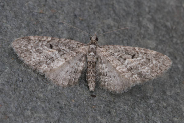 Eupithecia lariciata: Bild 30