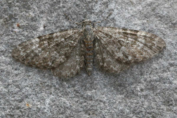 Eupithecia undata: Bild 1