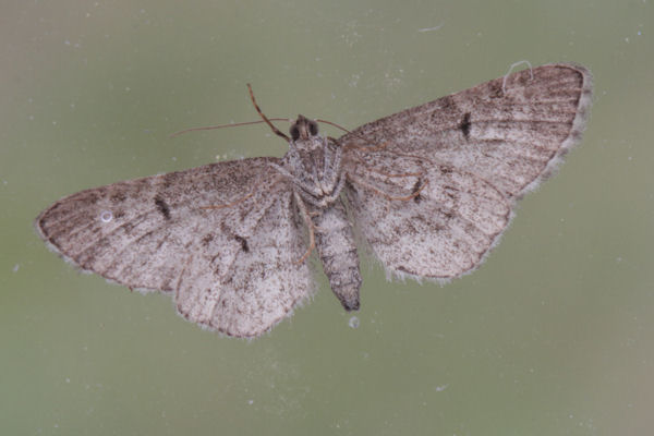 Eupithecia distinctaria: Bild 32