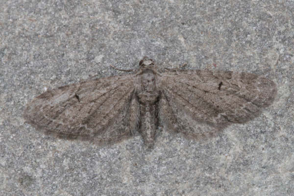 Eupithecia innotata: Bild 6