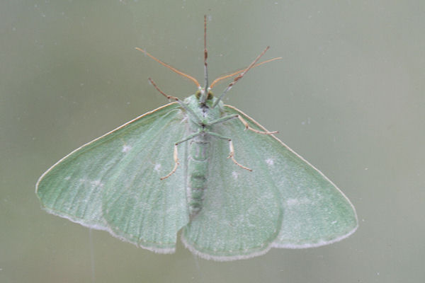 Antonechloris smaragdaria: Bild 12