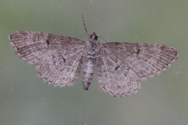 Eupithecia intricata: Bild 18