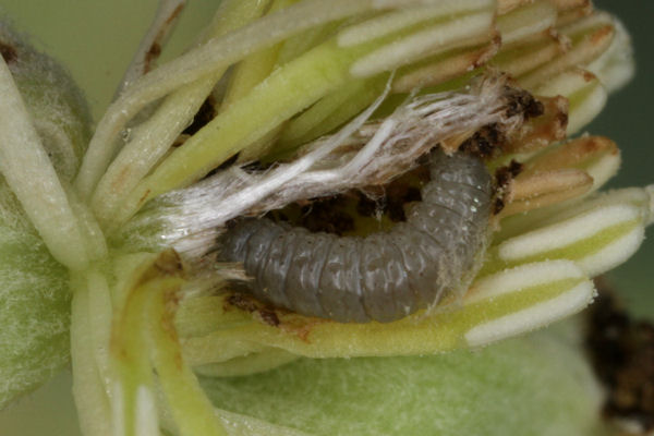 Eupithecia haworthiata: Bild 29