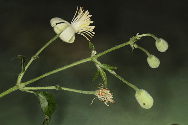Eupithecia haworthiata: Bild 44