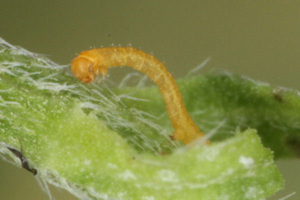 Eupithecia absinthiata: Bild 18