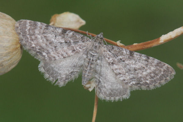 Eupithecia satyrata: Bild 1