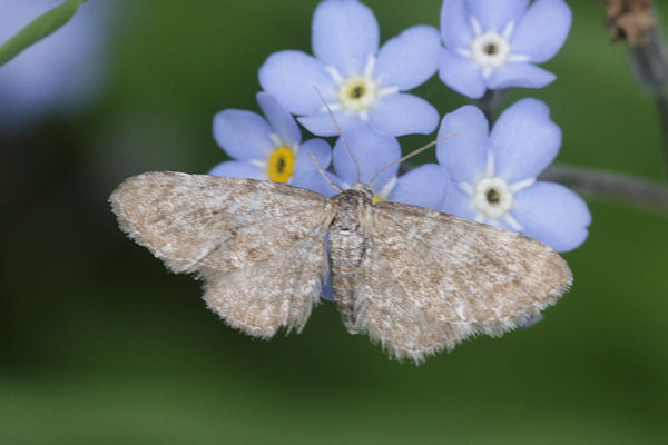 Eupithecia pygmaeata: Bild 1