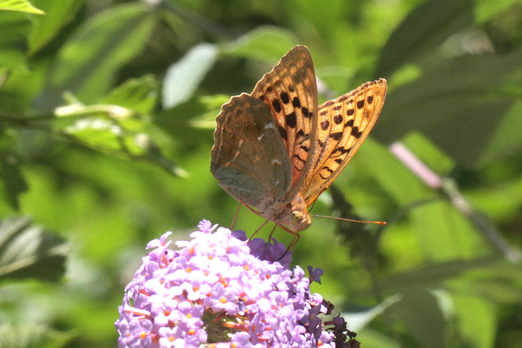 Argynnis pandora: Bild 31