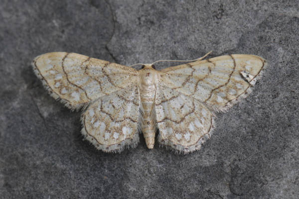 Idaea moniliata: Bild 7