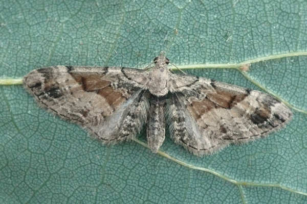 Eupithecia sinuosaria: Bild 1