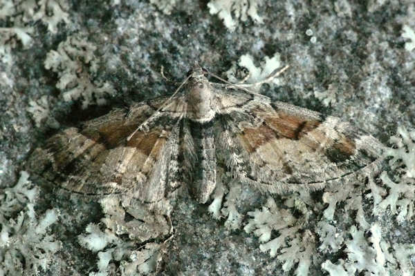 Eupithecia sinuosaria: Bild 2