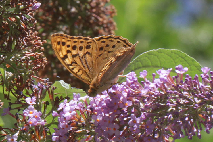 Argynnis pandora: Bild 14