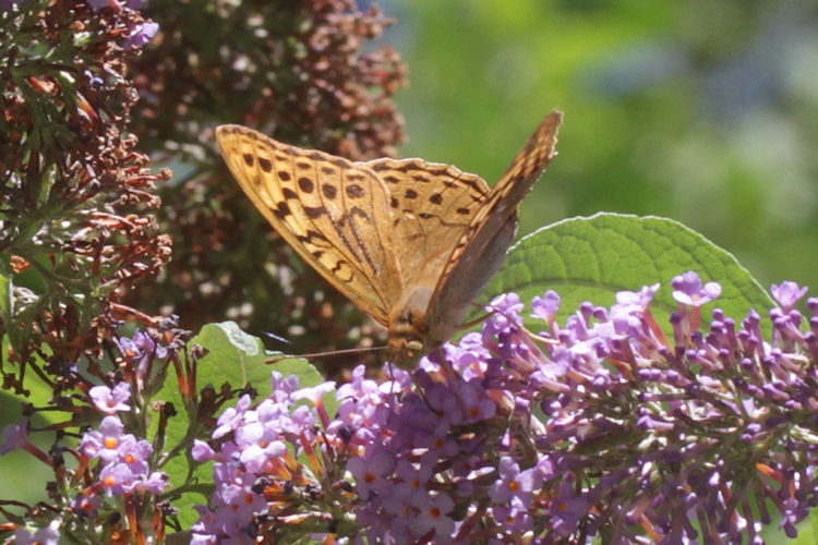 Argynnis pandora: Bild 15