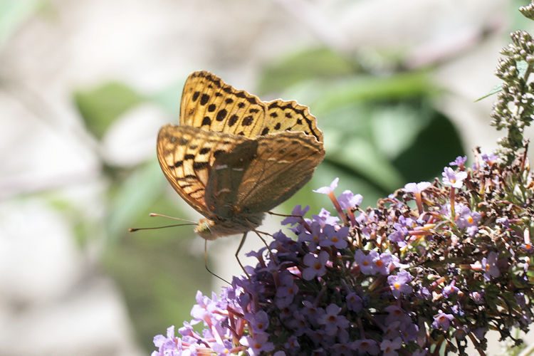 Argynnis pandora: Bild 39