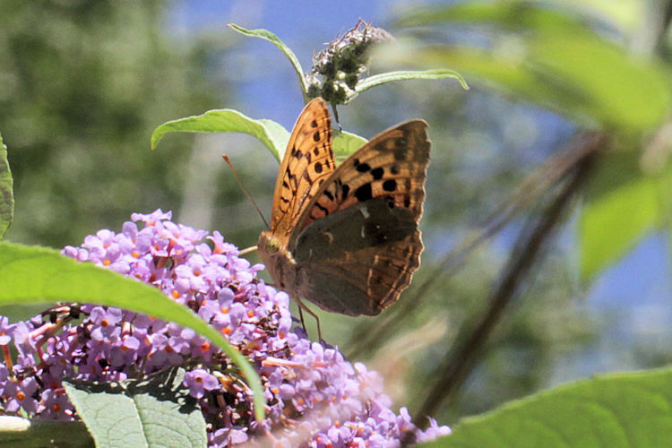 Argynnis pandora: Bild 40