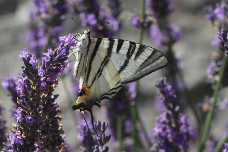 Iphiclides podalirius: Bild 58