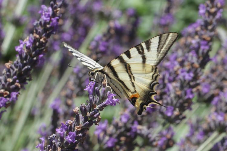 Iphiclides podalirius: Bild 59