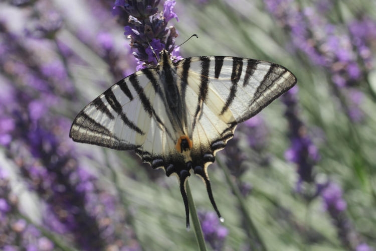 Iphiclides podalirius: Bild 36