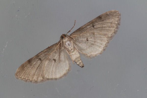 Eupithecia denotata: Bild 9