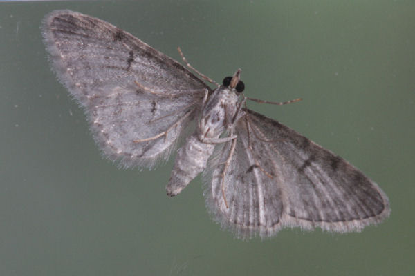 Eupithecia distinctaria: Bild 28