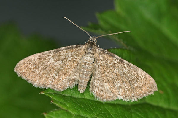 Eupithecia pygmaeata: Bild 2