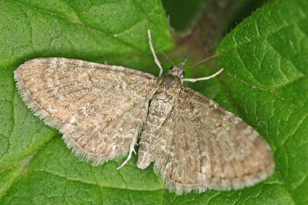 Eupithecia pygmaeata: Bild 3